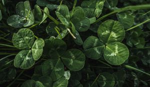 Preview wallpaper clover, leaves, plant, macro, green