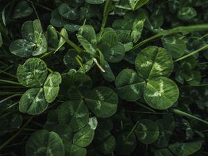 Preview wallpaper clover, leaves, plant, macro, green