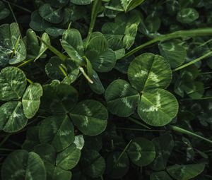 Preview wallpaper clover, leaves, plant, macro, green