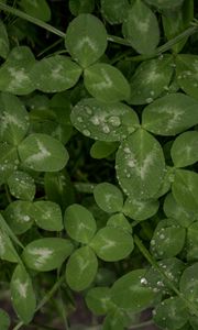 Preview wallpaper clover, leaves, plant, drops, macro, green