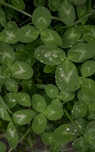 Preview wallpaper clover, leaves, plant, drops, macro, green