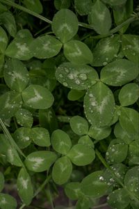 Preview wallpaper clover, leaves, plant, drops, macro, green