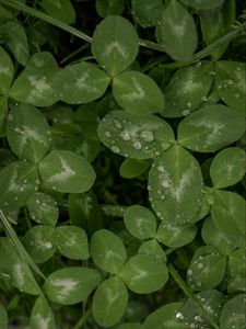 Preview wallpaper clover, leaves, plant, drops, macro, green