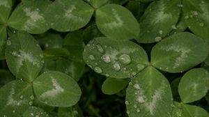 Preview wallpaper clover, leaves, plant, drops, macro, green