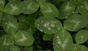 Preview wallpaper clover, leaves, plant, drops, macro, green