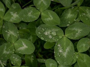 Preview wallpaper clover, leaves, plant, drops, macro, green