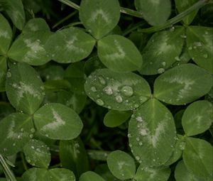 Preview wallpaper clover, leaves, plant, drops, macro, green