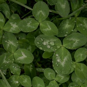 Preview wallpaper clover, leaves, plant, drops, macro, green