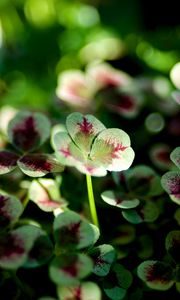 Preview wallpaper clover, leaves, sunlight, macro