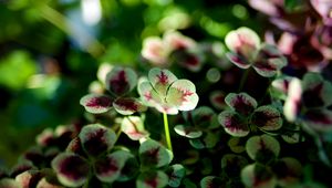 Preview wallpaper clover, leaves, sunlight, macro