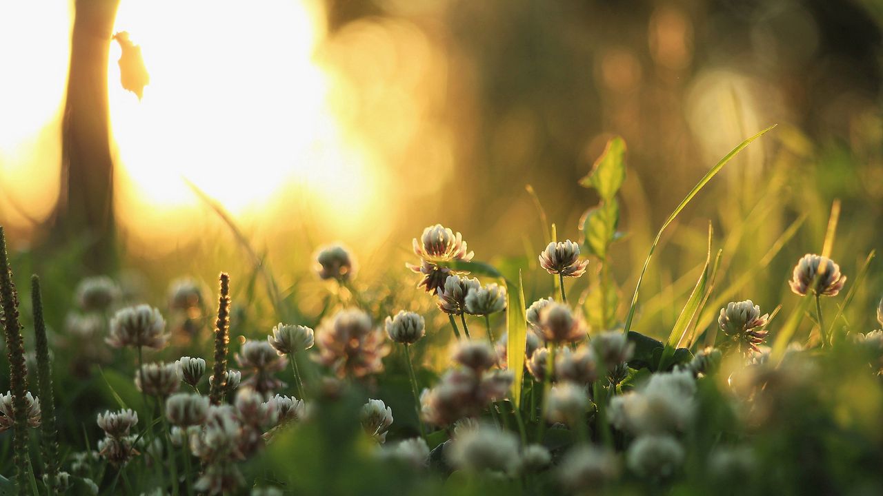 Wallpaper clover, nature, plants, morning, light, grass