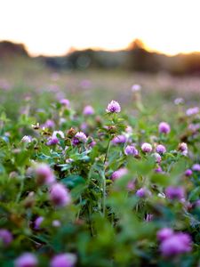 Preview wallpaper clover, photo, flowers