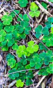 Preview wallpaper clover, plant, leaves, macro