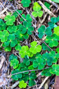 Preview wallpaper clover, plant, leaves, macro