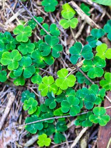 Preview wallpaper clover, plant, leaves, macro