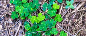 Preview wallpaper clover, plant, leaves, macro