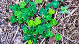 Preview wallpaper clover, plant, leaves, macro