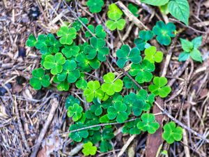 Preview wallpaper clover, plant, leaves, macro