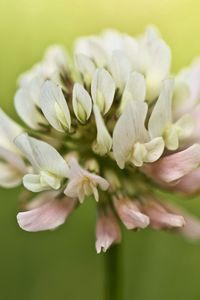 Preview wallpaper clover, plants, blurring