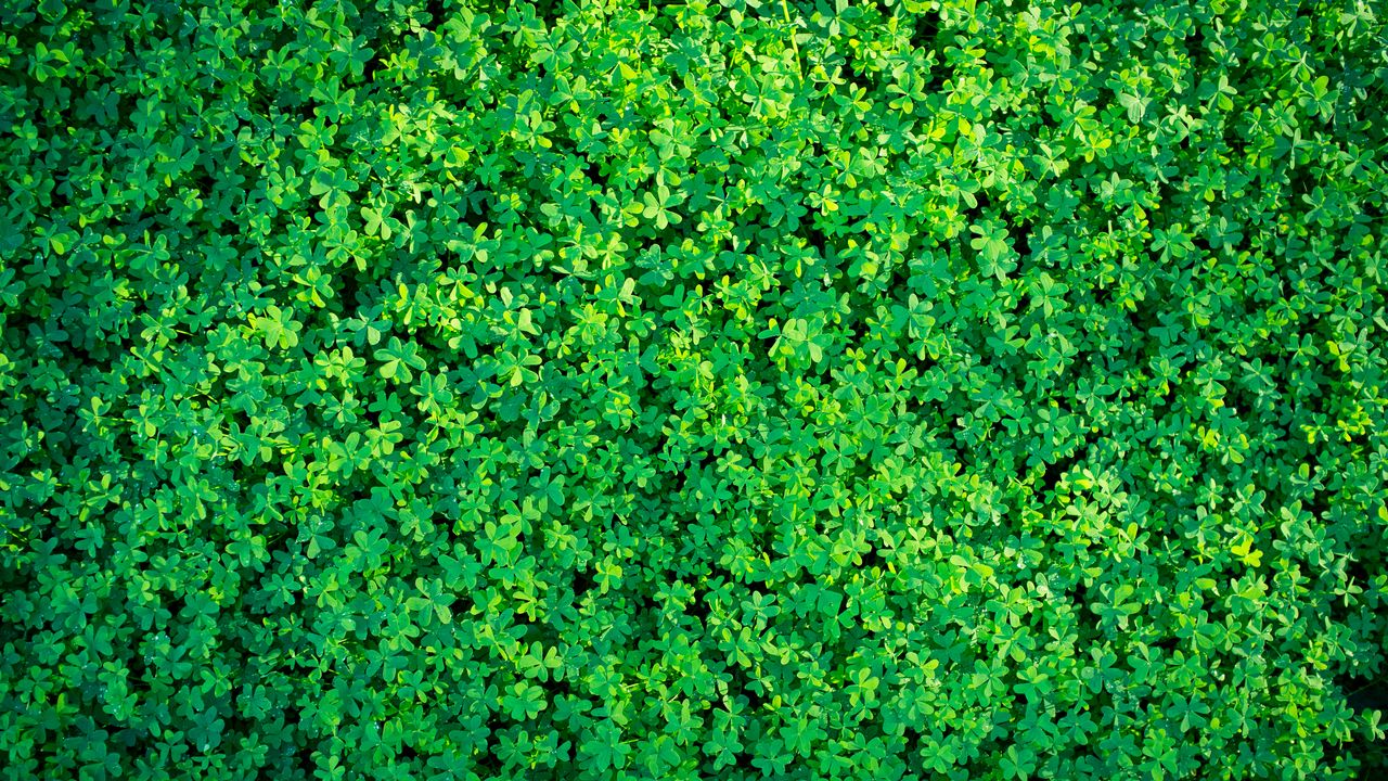 Wallpaper clover, plants, leaves, green, aerial view, nature