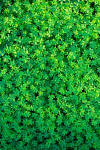 Preview wallpaper clover, plants, leaves, green, aerial view, nature