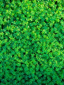 Preview wallpaper clover, plants, leaves, green, aerial view, nature