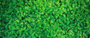 Preview wallpaper clover, plants, leaves, green, aerial view, nature