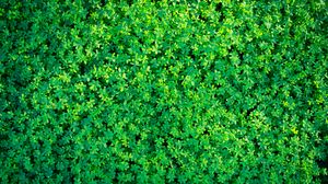 Preview wallpaper clover, plants, leaves, green, aerial view, nature