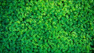 Preview wallpaper clover, plants, leaves, green, aerial view, nature