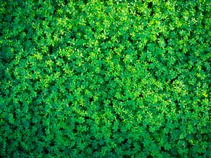 Preview wallpaper clover, plants, leaves, green, aerial view, nature