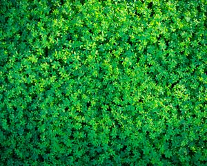 Preview wallpaper clover, plants, leaves, green, aerial view, nature
