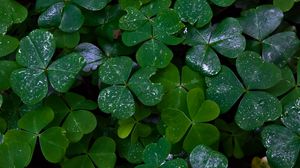 Preview wallpaper clover, plants, leaves, green