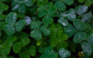 Preview wallpaper clover, plants, leaves, green