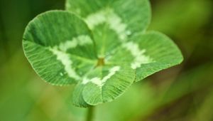 Preview wallpaper clover, quatrefoil, plant, macro, luck