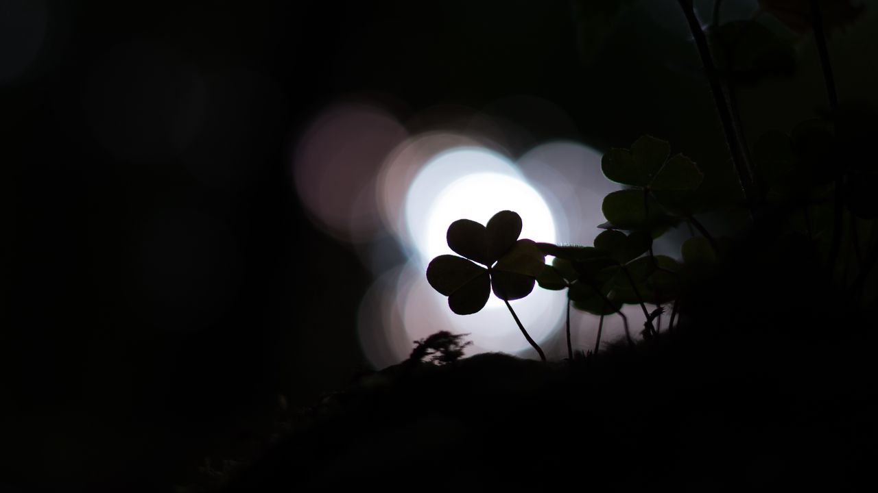 Wallpaper clover, shamrock, dark, plant, macro