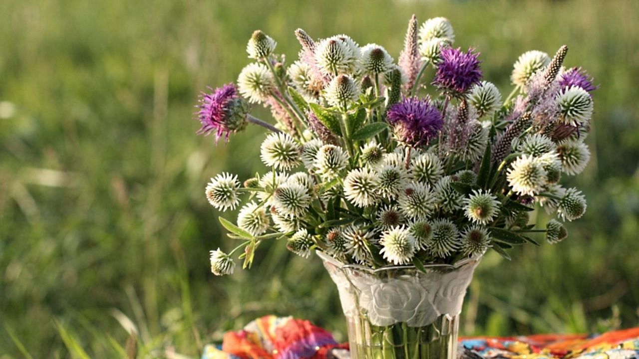 Wallpaper clover, thistle, flowers, field, flower, vase