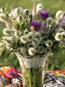 Preview wallpaper clover, thistle, flowers, field, flower, vase