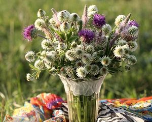 Preview wallpaper clover, thistle, flowers, field, flower, vase