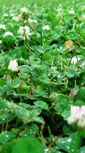 Preview wallpaper clover, trehlistnik, green, drop, rain, clearing