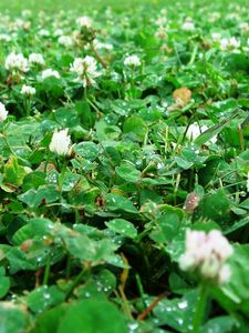 Preview wallpaper clover, trehlistnik, green, drop, rain, clearing