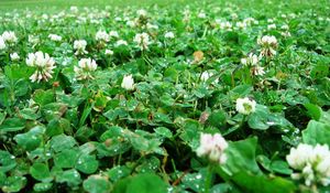 Preview wallpaper clover, trehlistnik, green, drop, rain, clearing