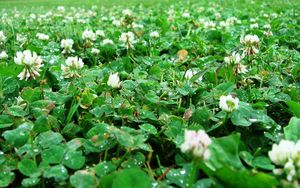 Preview wallpaper clover, trehlistnik, green, drop, rain, clearing