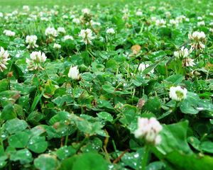 Preview wallpaper clover, trehlistnik, green, drop, rain, clearing