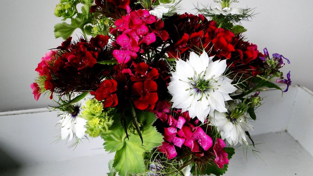 Wallpaper cloves, nigella, flowers, bouquet, beautifully