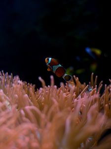 Preview wallpaper clown fish, aquarium, water, underwater world