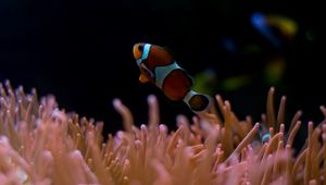 Preview wallpaper clown fish, aquarium, water, underwater world