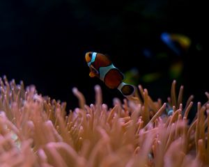 Preview wallpaper clown fish, aquarium, water, underwater world