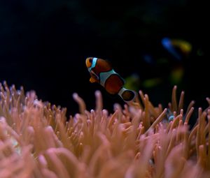 Preview wallpaper clown fish, aquarium, water, underwater world