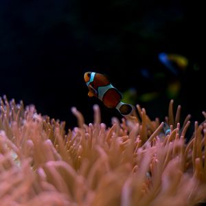 Preview wallpaper clown fish, aquarium, water, underwater world
