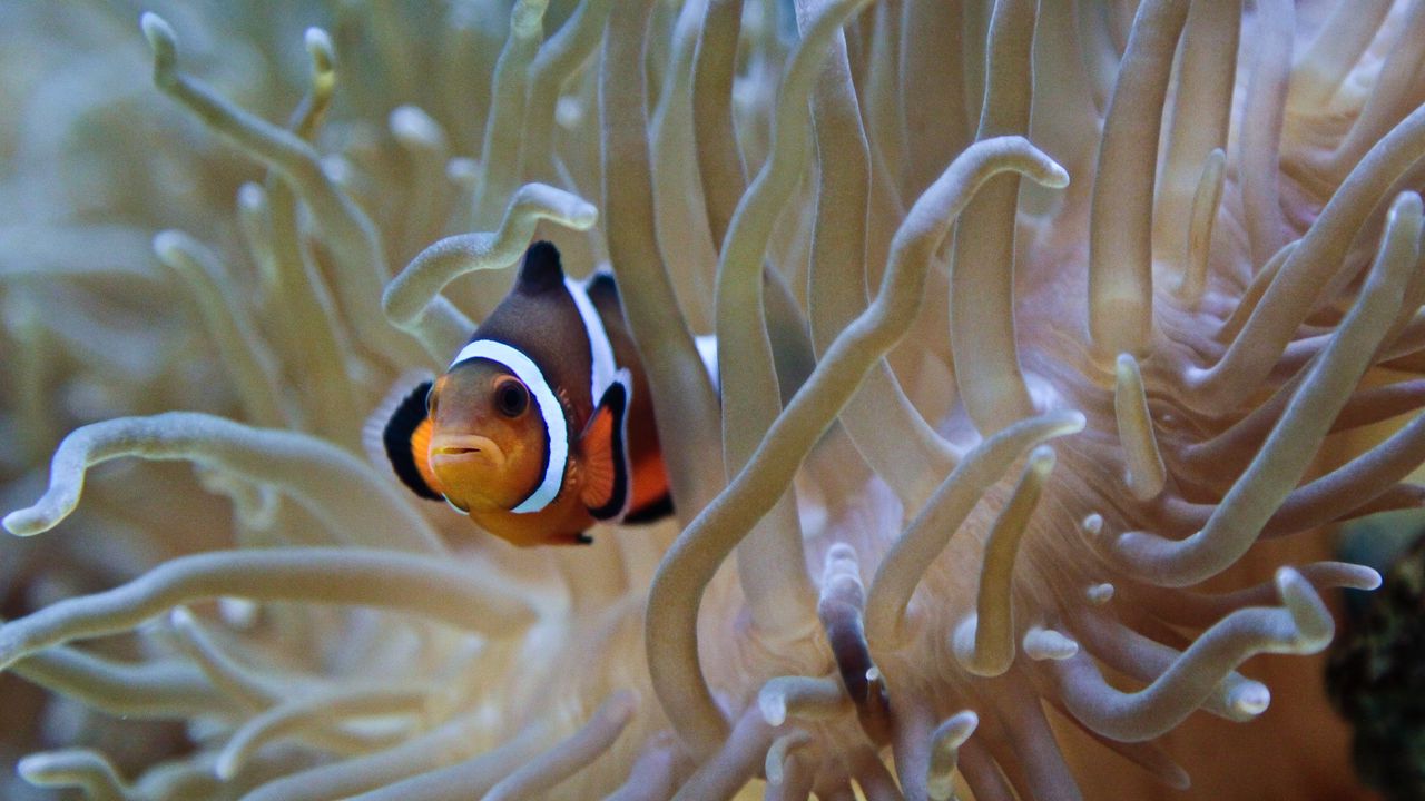 Wallpaper clown fish, fish, algae, aquarium